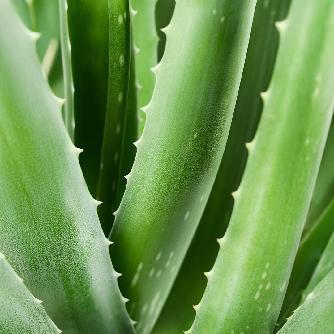 Crème visage à l'aloe vera - Aurodhea – ingrédient principal